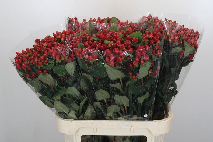 <h4>HYPERICUM INOD. 'MAGICAL TRIUMPH'</h4>