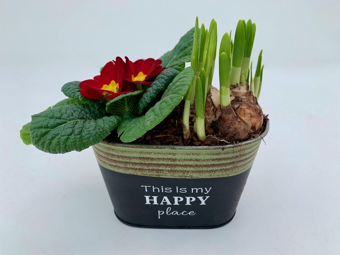 <h4>Primula Zink Ovaal (Tete)</h4>