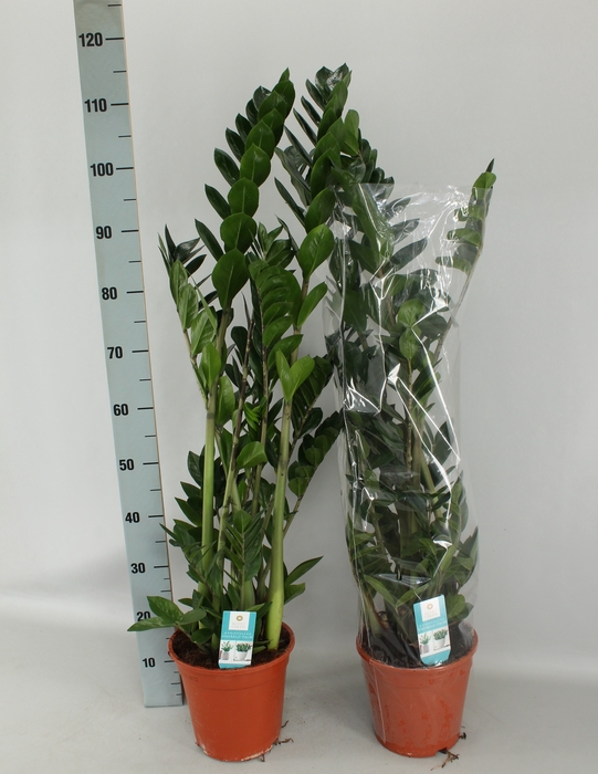 <h4>ZAMIO ZAMIIFOLIA</h4>