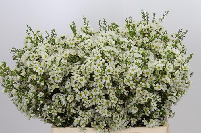 <h4>Chamelaucium Ivory Pearl</h4>