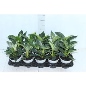 PHILODENDRON BIRKIN P12