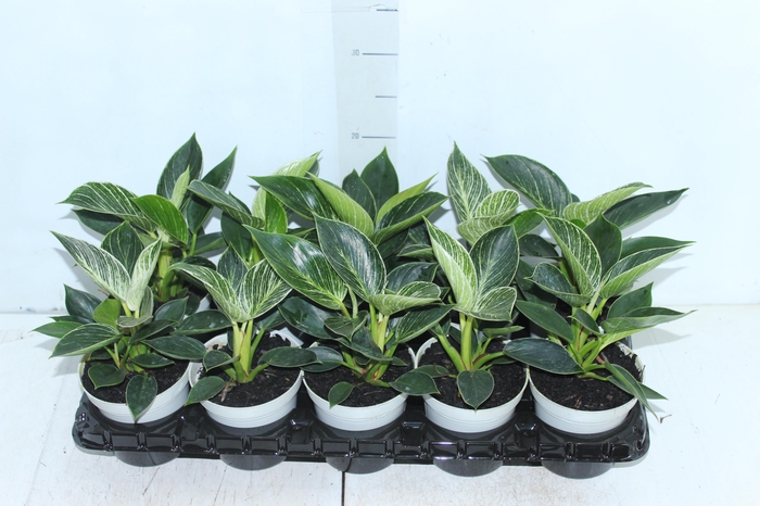 PHILODENDRON BIRKIN P12