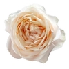 Rosa a Wabara Tsumugi Ulala