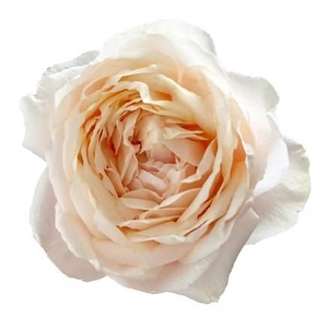 Rosa a Wabara Tsumugi Ulala