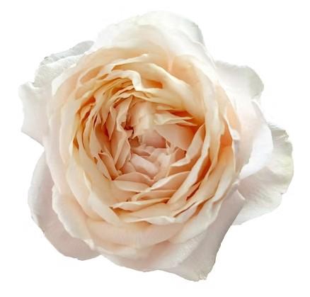 <h4>Rosa a Wabara Tsumugi Ulala</h4>