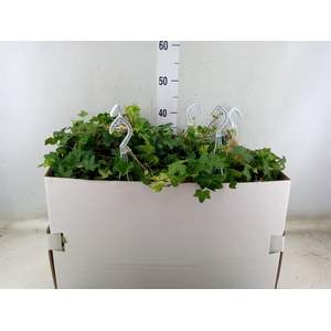 Hedera helix 'Pittsburgh'