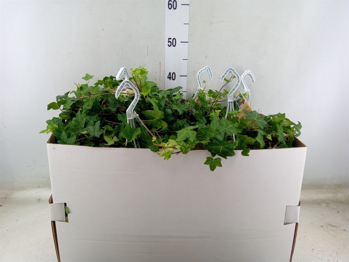 <h4>Hedera helix 'Pittsburgh'</h4>