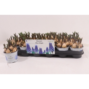 MUSCAR BLUE MAGIC