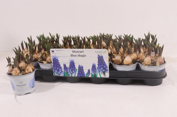 <h4>MUSCAR BLUE MAGIC</h4>