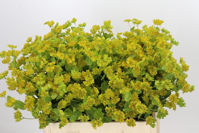 <h4>Bupleurum Griffithii</h4>