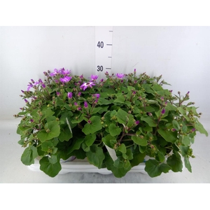 Pericallis cr. 'Senetti Violet Bic'