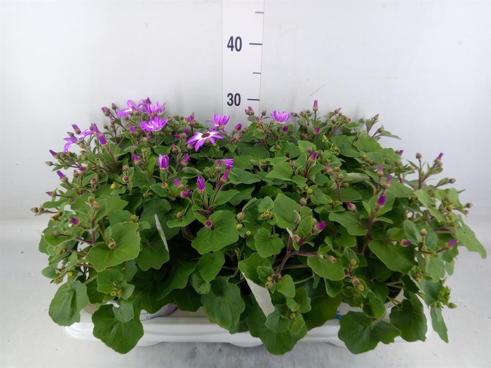 <h4>Pericallis cr. 'Senetti Violet Bic'</h4>