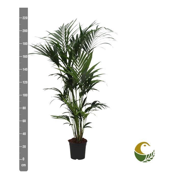 <h4>Howea Forsteriana</h4>