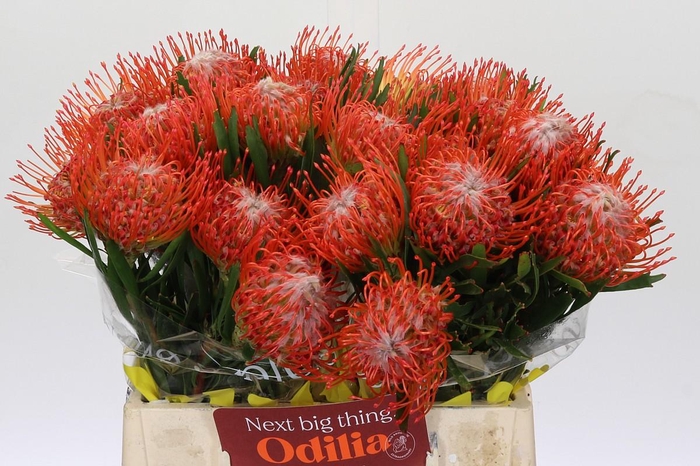 <h4>Nutans Tango</h4>