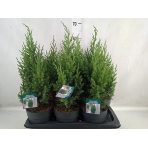 Juniperus chinensis 'Stricta'