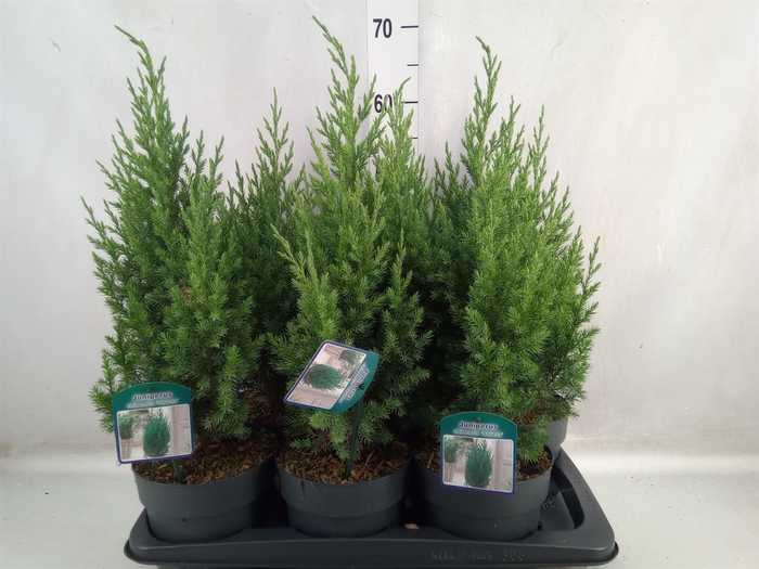 <h4>Juniperus chinensis 'Stricta'</h4>