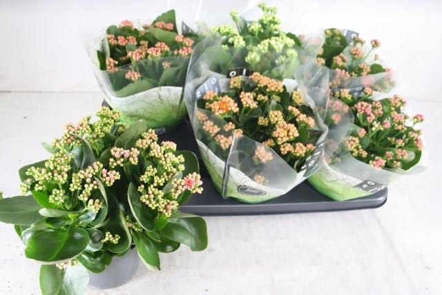 <h4>KAL GE GEM 5 KL</h4>