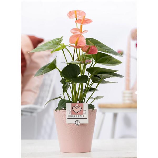 <h4>Anthurium pink (Spirit) in P&PURE Ruby cer. pink with heart</h4>