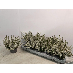 CALLU CAL NOVA ARCWH