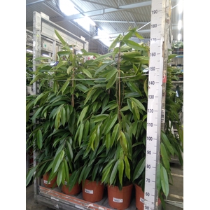 Ficus binn. 'Amstel King'
