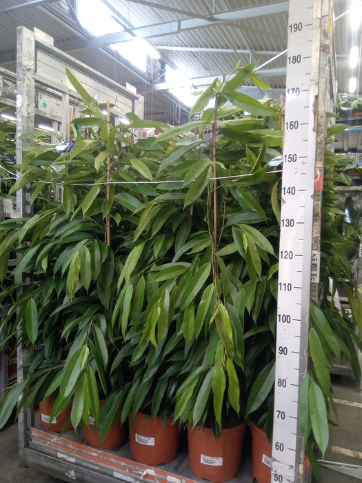 <h4>Ficus binn. 'Amstel King'</h4>