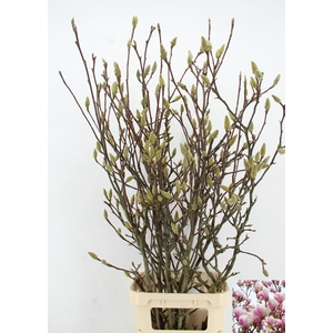MAGNOLIA GRANDIFLORA X7
