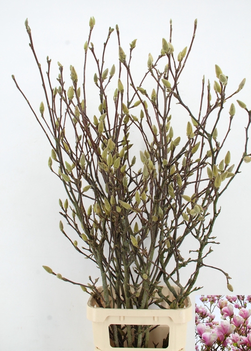 <h4>MAGNOLIA GRANDIFLORA X7</h4>