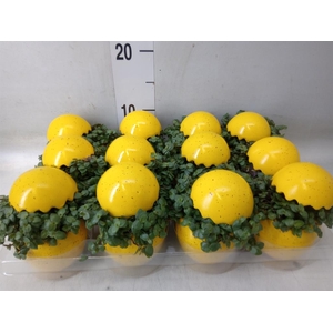 Arr.   Kamerplant Groen L%