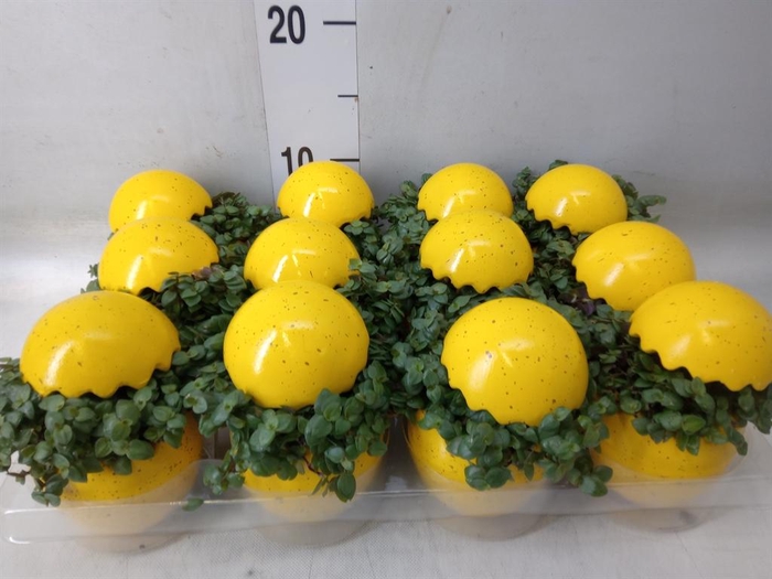 <h4>Arr.   Kamerplant Groen L%</h4>