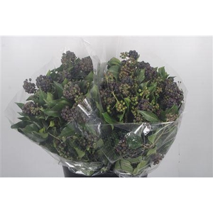 Hedera Berry 400gr P Bunch