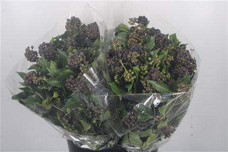 <h4>Hedera Berry 400gr P Bunch</h4>