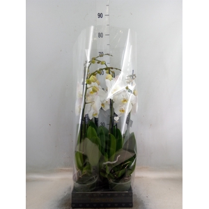 Phalaenopsis  'Ant Cambridge'