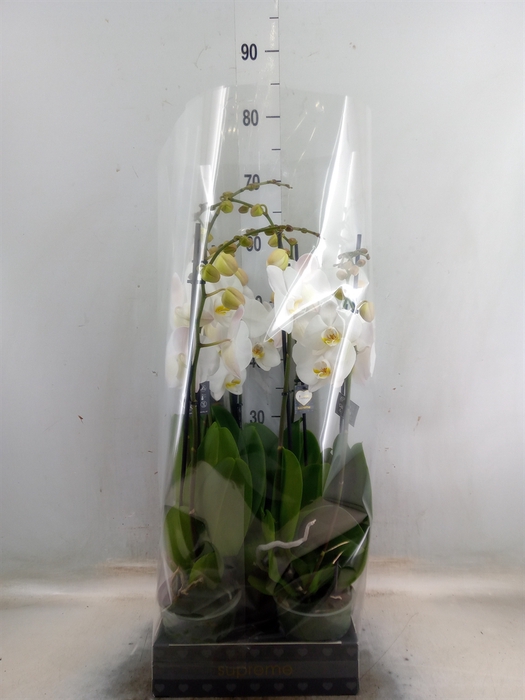 <h4>Phalaenopsis  'Ant Cambridge'</h4>
