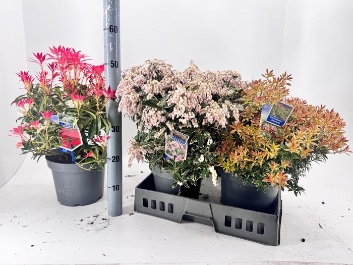 <h4>PIERIS JA GEM</h4>