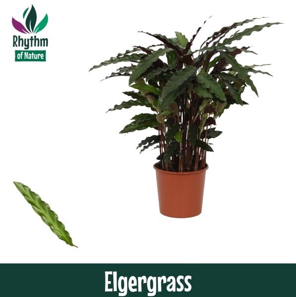 <h4>Calathea rufibarba 'Elgergrass'</h4>