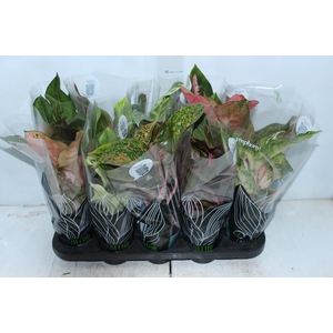 AGLAONEMA VARIADA P12 PREMIUM