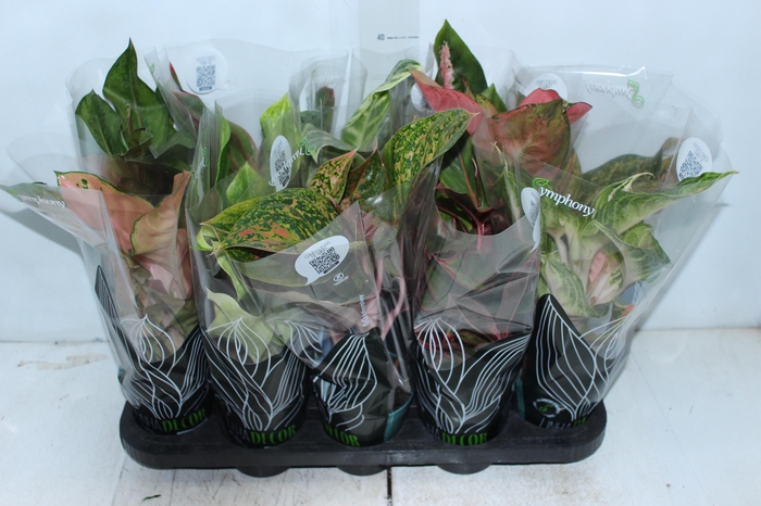 <h4>AGLAONEMA VARIADA P12 PREMIUM</h4>