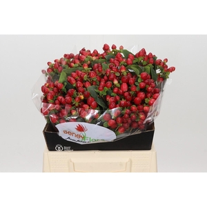 Hypericum Magical Triumph