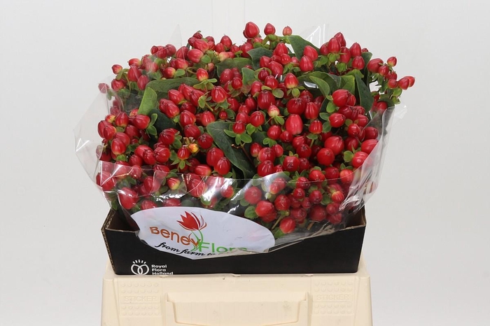 <h4>Hypericum Magical Triumph</h4>