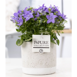 Campanula 'Napoli' Pure Jade