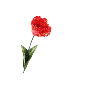 Tulipa Parrot Orange