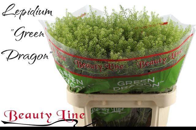 <h4>LEP VI GREEN DRAGON</h4>