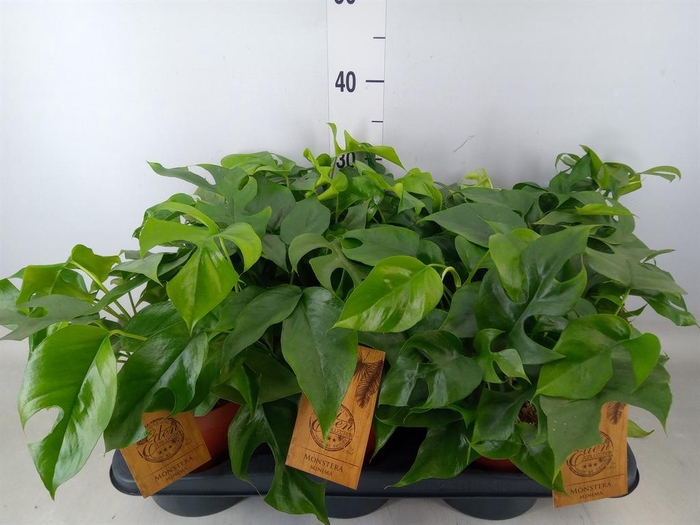 <h4>Monstera   ...</h4>