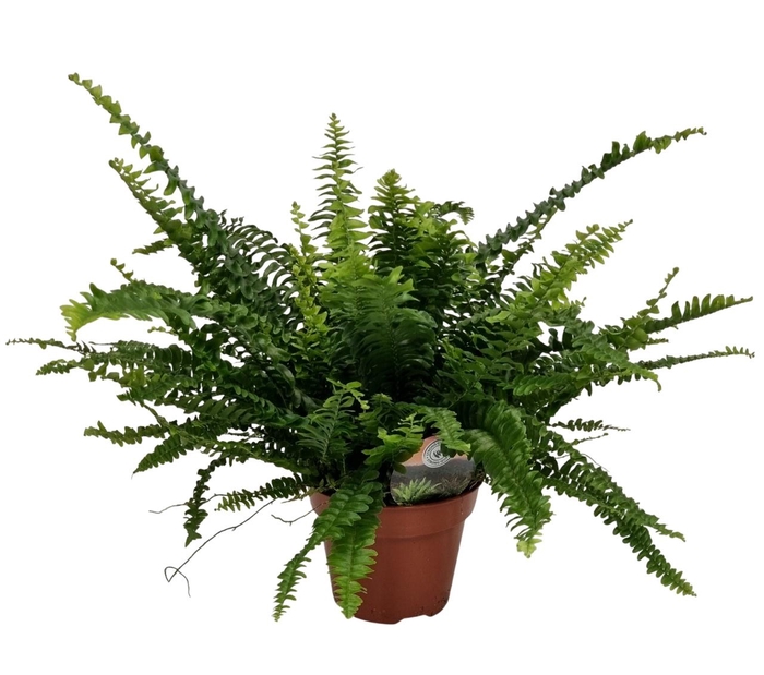 <h4>NEPHR EX GREEN LADY</h4>