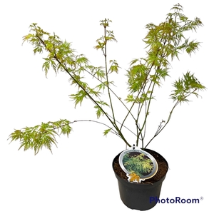 Acer pal. 'Seiryu ' 40-50 P19