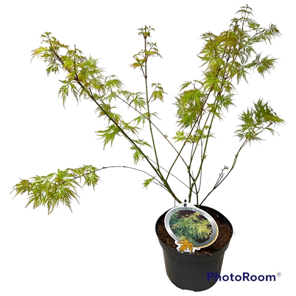 <h4>Acer pal. 'Seiryu ' 40-50 P19</h4>