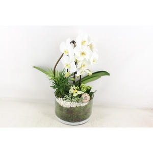 arr2 PL - Glas cilinder phal. wit