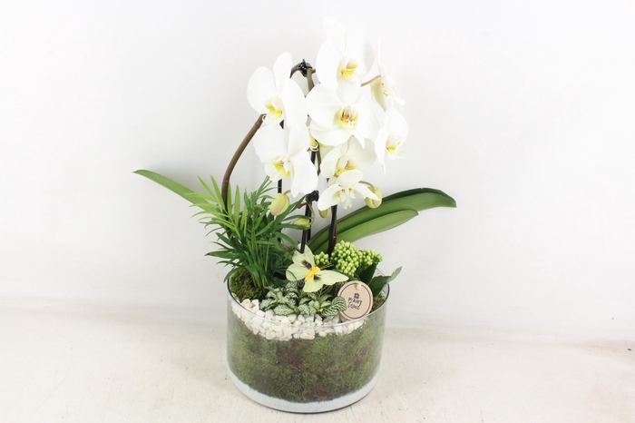 <h4>arr2 PL - Glas cilinder phal. wit</h4>