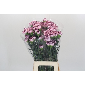 Dianthus St Damascus