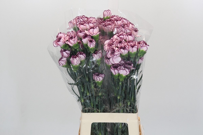 <h4>Dianthus St Damascus</h4>